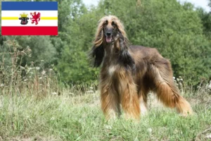 Lee más sobre el artículo Criadores de sabuesos afganos y cachorros en Mecklemburgo-Pomerania Occidental
