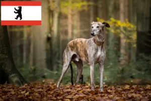 Lee más sobre el artículo Criadores de galgos y cachorros en Berlín