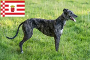 Lee más sobre el artículo Criadores de galgos y cachorros en Bremen