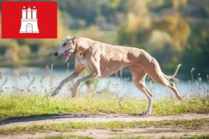 Lee más sobre el artículo Criadores de galgos y cachorros en Hamburgo