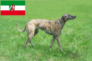 Lee más sobre el artículo Criadores de galgos y cachorros en Renania del Norte-Westfalia