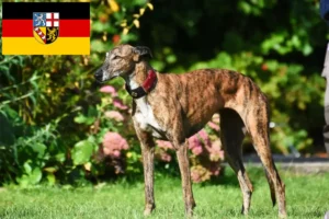 Lee más sobre el artículo Criadores de galgos y cachorros en Sarre