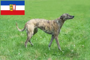 Lee más sobre el artículo Criadores de galgos y cachorros en Schleswig-Holstein