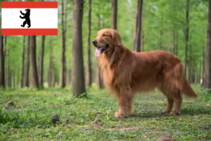 Lee más sobre el artículo Criadores y cachorros de Golden Retriever en Berlín