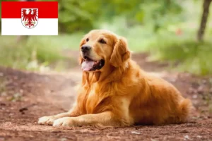 Lee más sobre el artículo Criadores de Golden Retriever y cachorros en Brandenburgo