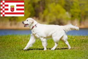 Lee más sobre el artículo Criadores de Golden Retriever y cachorros en Bremen