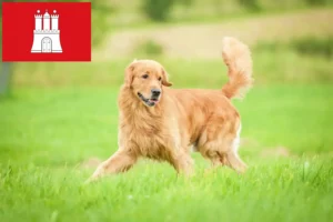 Lee más sobre el artículo Criadores de Golden Retriever y cachorros en Hamburgo