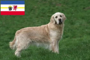 Lee más sobre el artículo Criadores de Golden Retriever y cachorros en Mecklemburgo-Pomerania Occidental