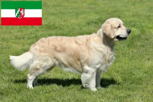 Lee más sobre el artículo Criadores de Golden Retriever y cachorros en Renania del Norte-Westfalia
