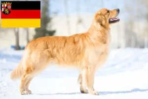 Lee más sobre el artículo Criadores de Golden Retriever y cachorros en Renania-Palatinado