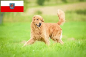 Lee más sobre el artículo Criadores de Golden Retriever y cachorros en Turingia