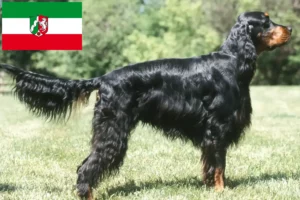 Lee más sobre el artículo Criadores y cachorros de Gordon Setter en Renania del Norte-Westfalia