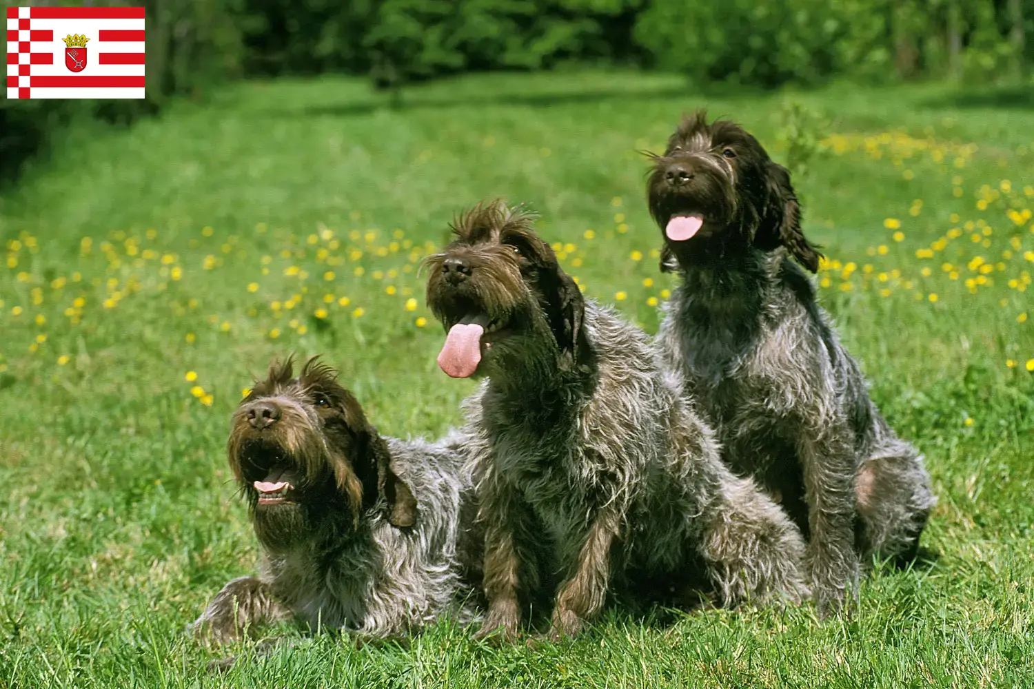 Lee más sobre el artículo Griffon d’arrêt à poil dur Criador y cachorros en Bremen
