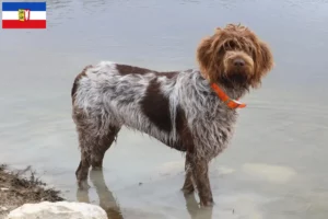 Lee más sobre el artículo Griffon d’arrêt à poil dur Criador y cachorros en Schleswig-Holstein