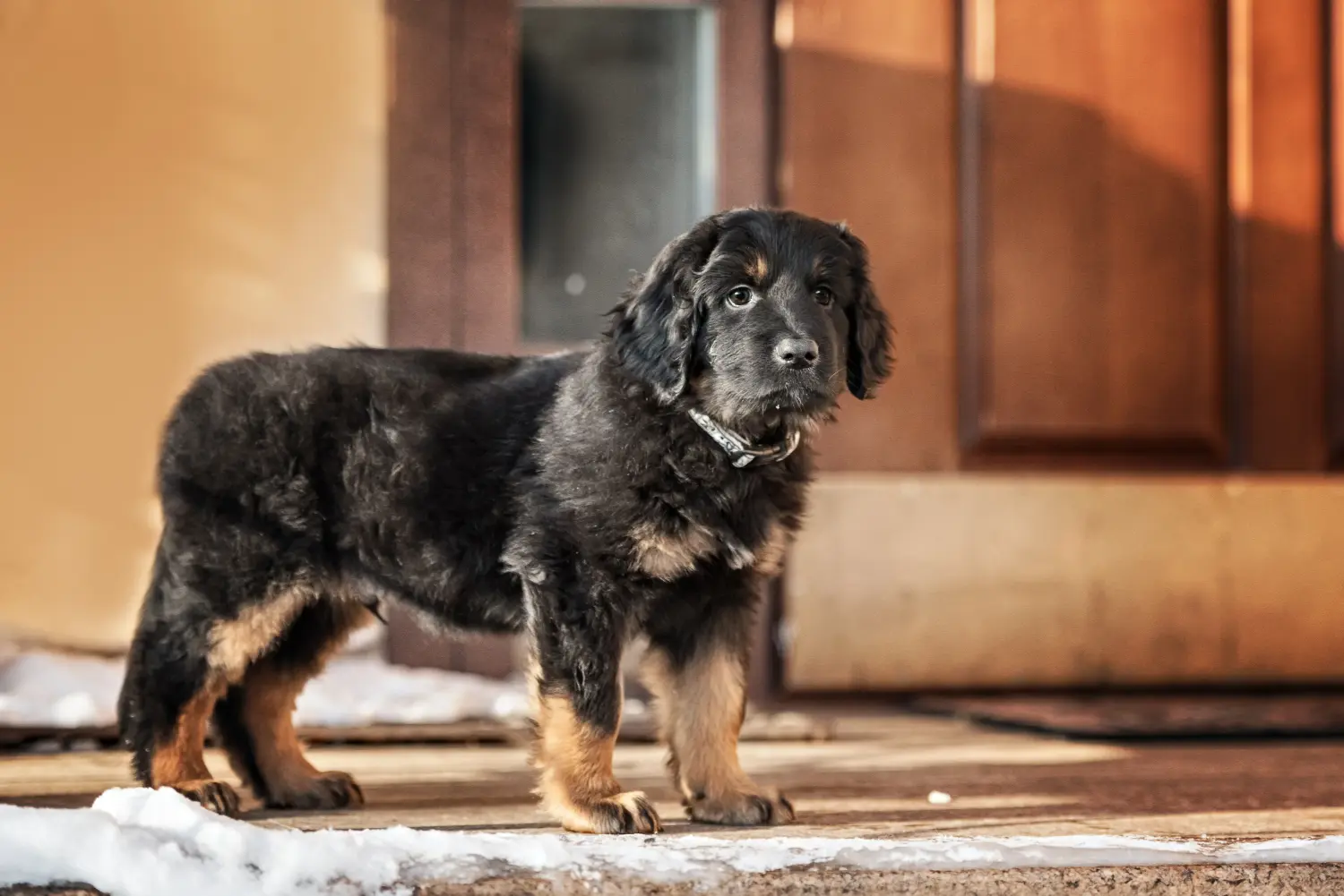 Comprar un cachorro Hovawart significa asumir responsabilidades. Comprar cachorros Hovawart.