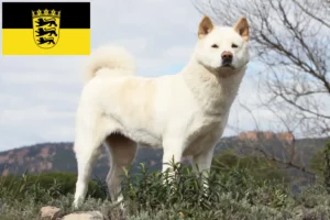 Lee más sobre el artículo Criadores de Akita y cachorros en Baden-Württemberg