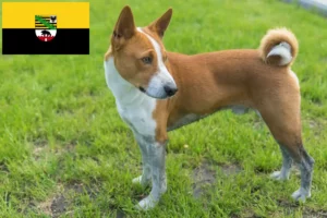 Lee más sobre el artículo Criadores de Basenji y cachorros en Sajonia-Anhalt