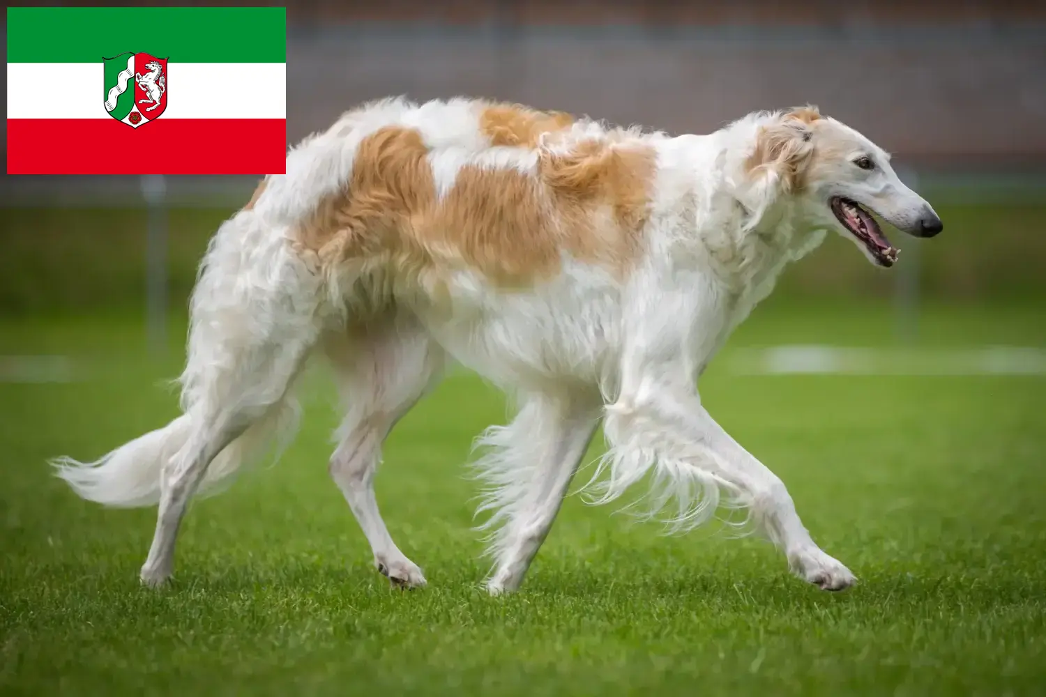 Lee más sobre el artículo Criadores de Borzoi y cachorros en Renania del Norte-Westfalia