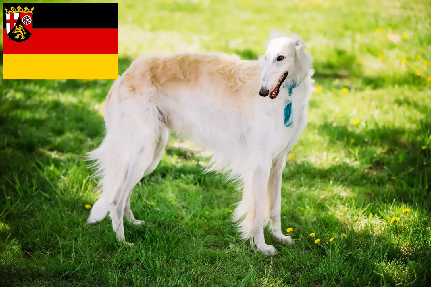 Lee más sobre el artículo Criadores de Borzoi y cachorros en Renania-Palatinado
