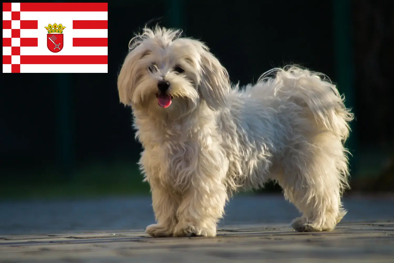 Lee más sobre el artículo Criadores de malteses y cachorros en Bremen