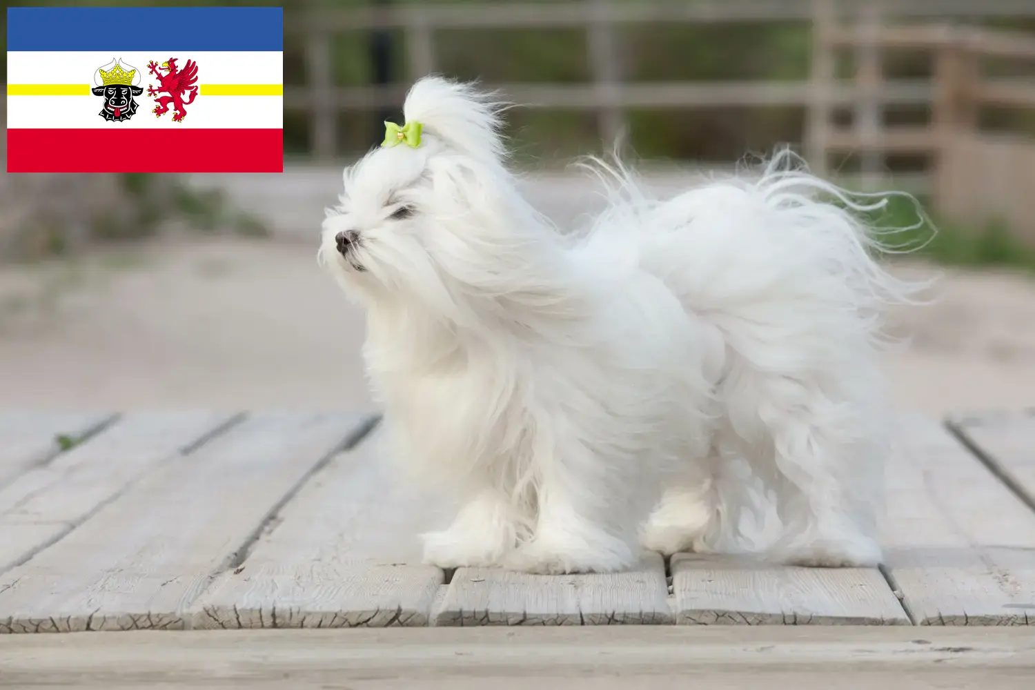 Lee más sobre el artículo Criadores de malteses y cachorros en Mecklemburgo-Pomerania Occidental