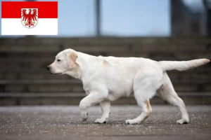 Lee más sobre el artículo Criadores de labradores y cachorros en Brandenburgo