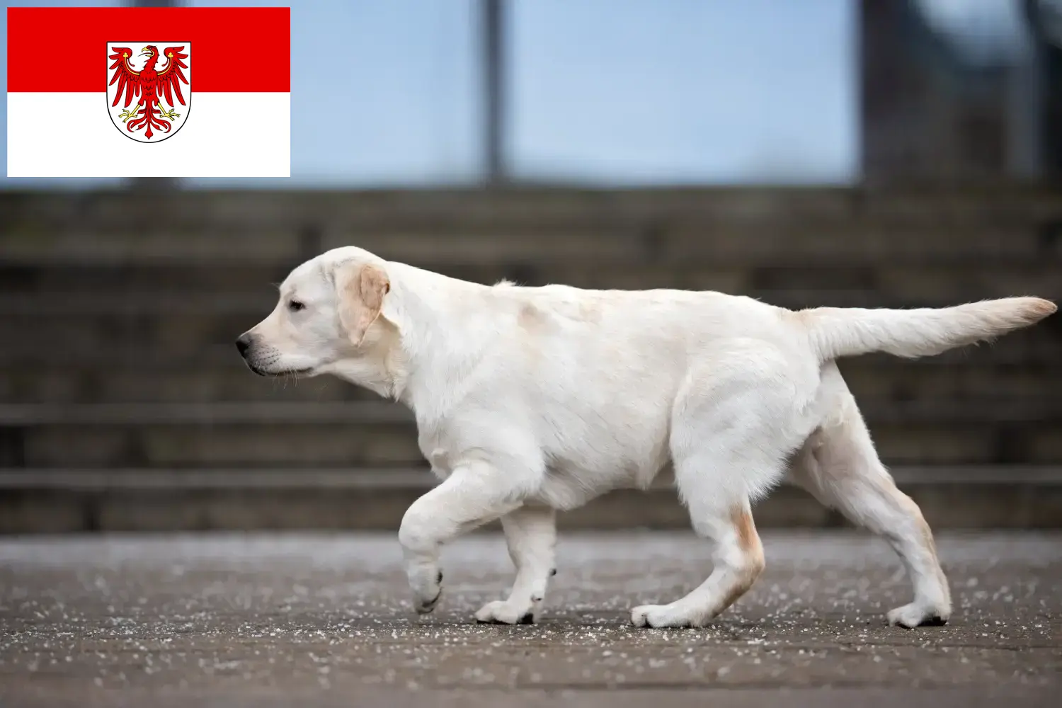 Cachorros de labrador y criadores Brandenburgo Aquí encontrará criadores de labradores en Brandenburgo.
