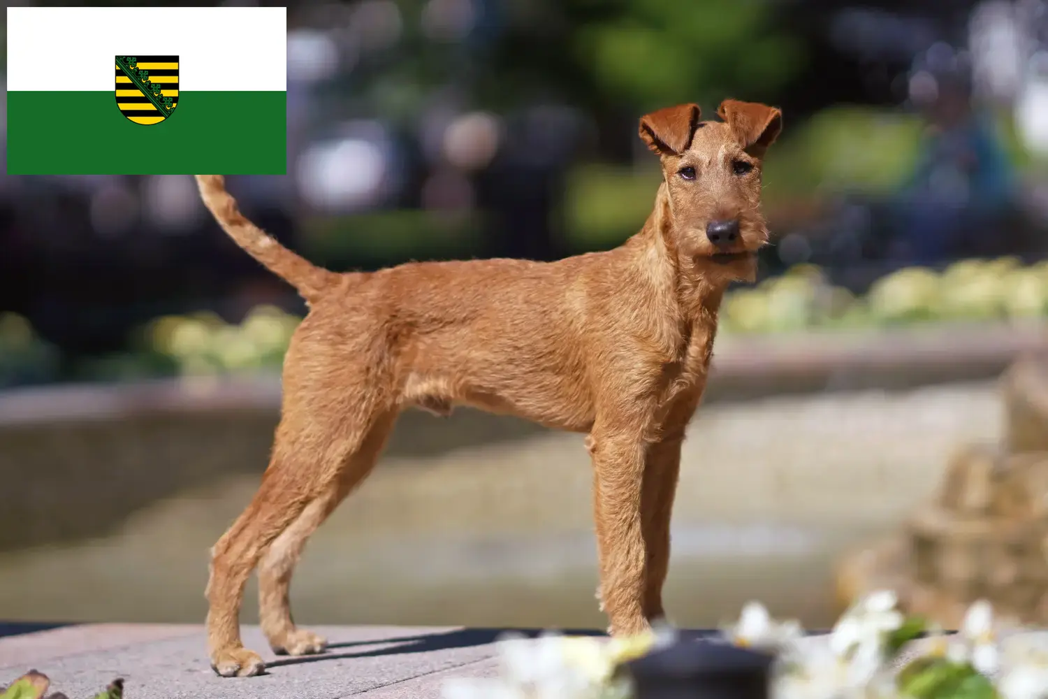 Lee más sobre el artículo Criadores de Irish Terrier y cachorros en Sajonia
