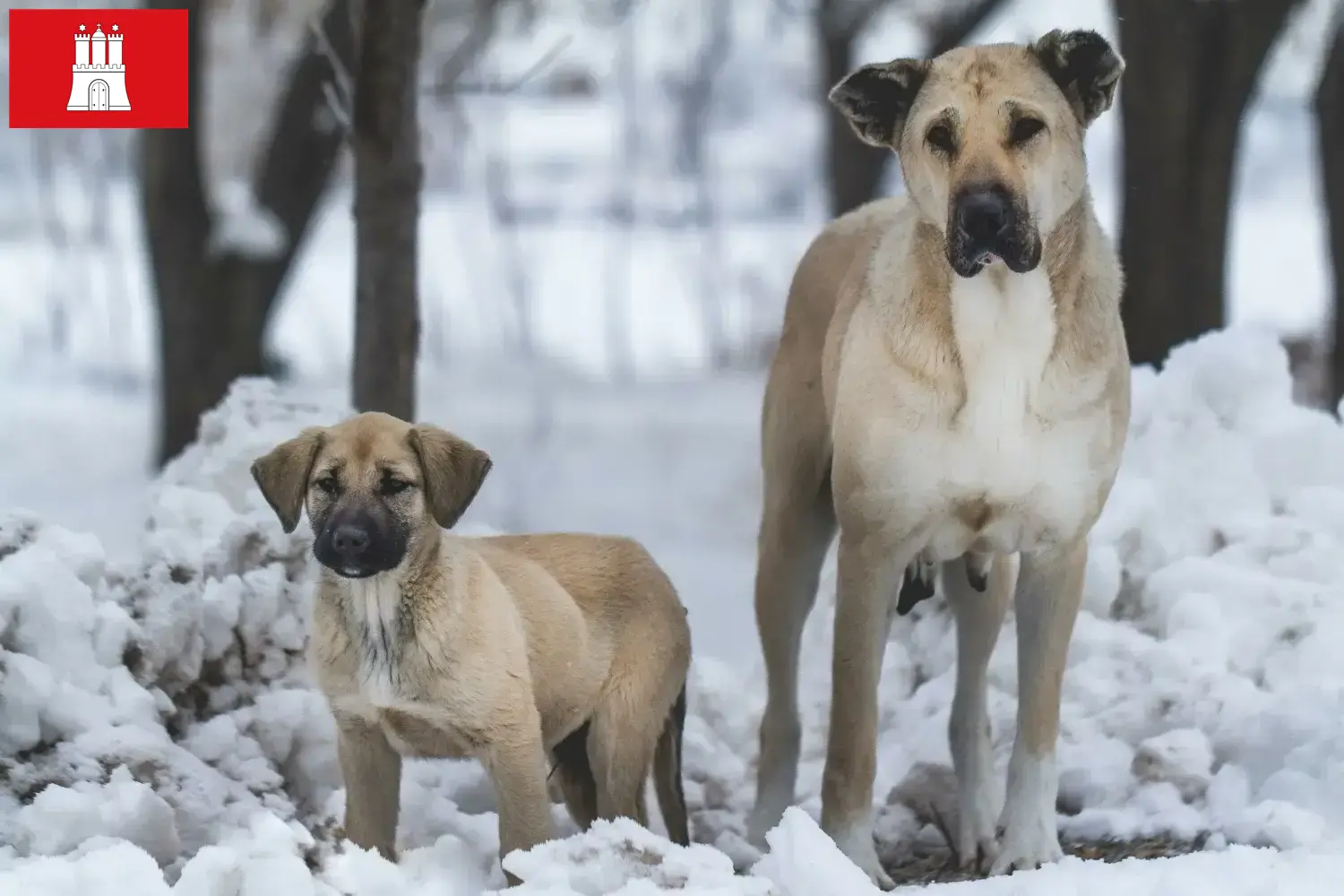 Kangal cachorros y criadores Hamburgo Aquí puedes encontrar criadores de Kangals en Hamburgo.