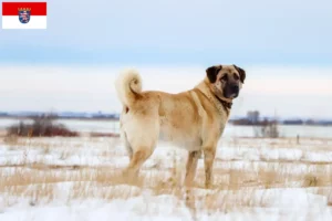 Lee más sobre el artículo Criadores de Kangal y cachorros en Hessen