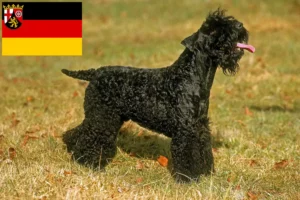 Lee más sobre el artículo Criadores y cachorros de Kerry Blue Terrier en Renania-Palatinado
