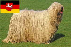 Lee más sobre el artículo Criadores de Komondor y cachorros en Baja Sajonia