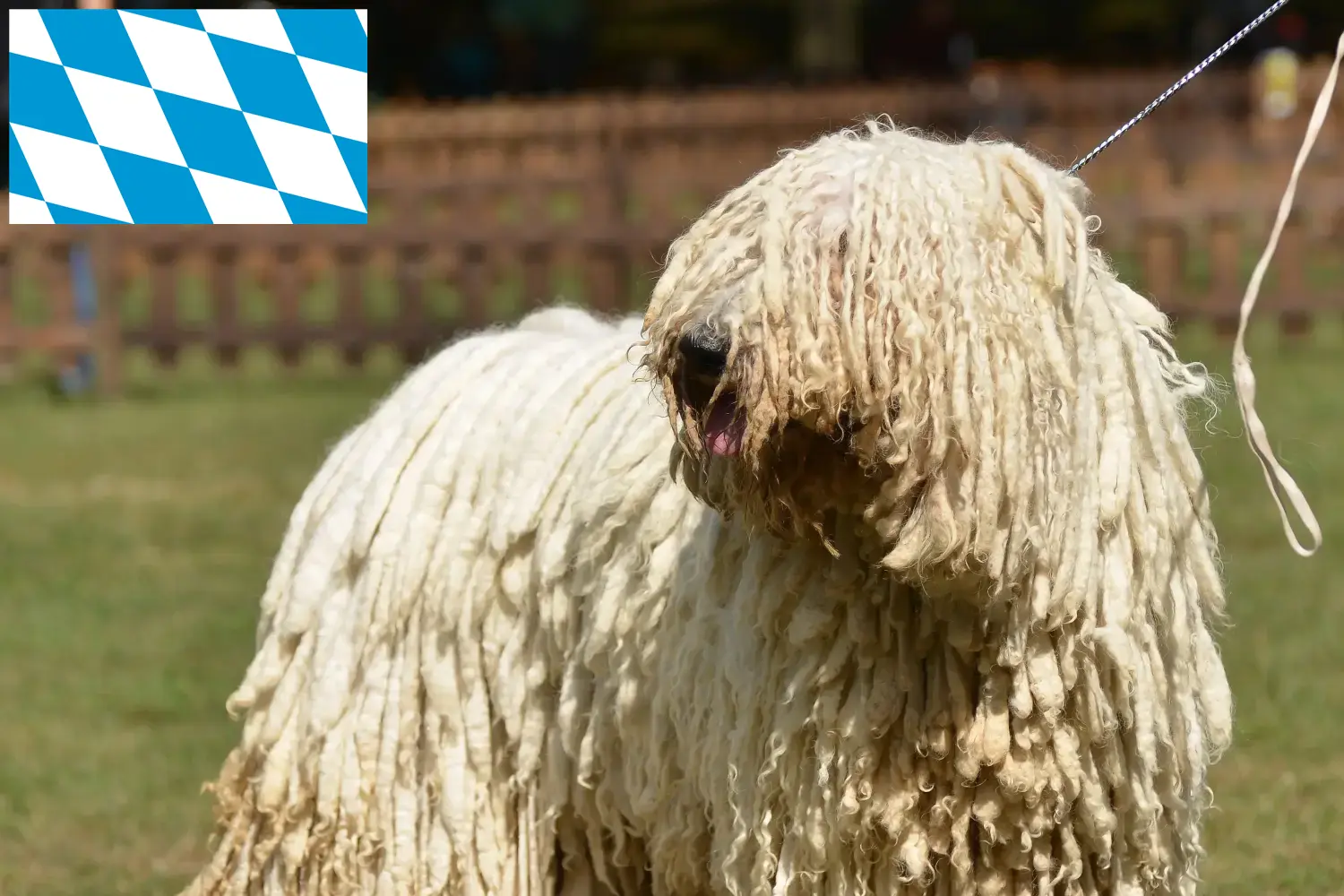 Komondor cachorros y criadores Baviera Aquí puede encontrar criadores de Komondore en Baviera.