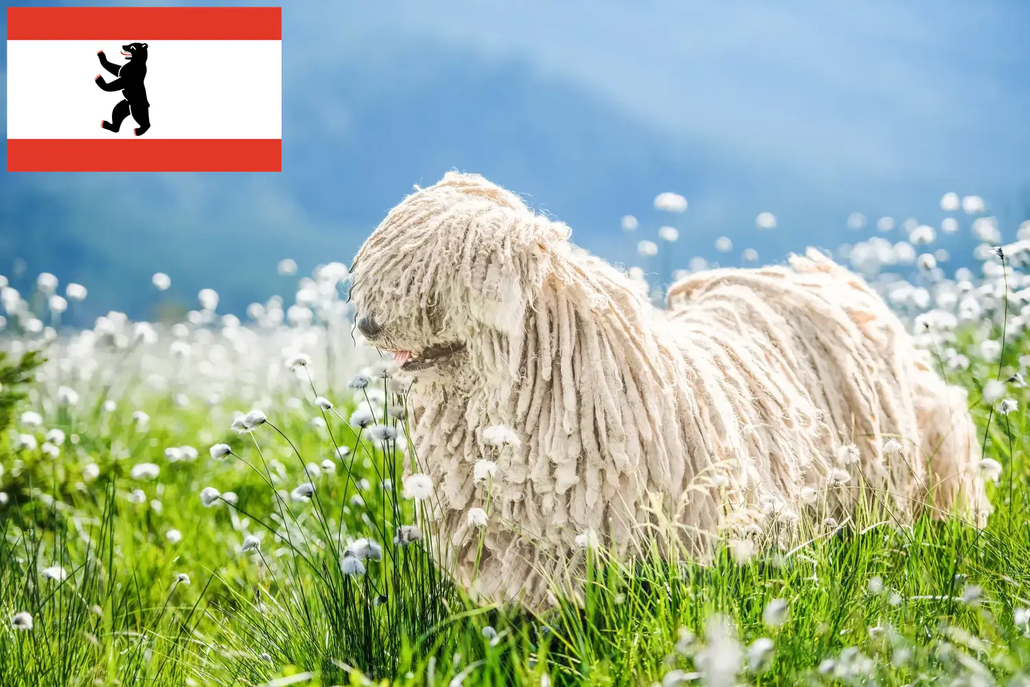 Komondor cachorros y criadores Berlín Aquí encontrará criadores de Komondore en Berlín.