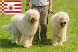 Lee más sobre el artículo Criadores de Komondor y cachorros en Bremen