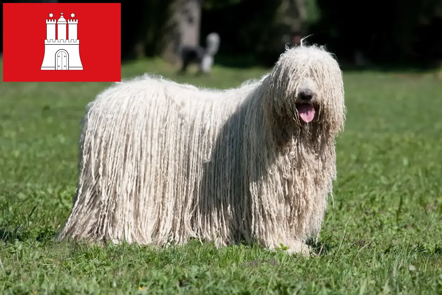 Komondor cachorros y criadores Hamburgo Aquí puedes encontrar criadores de Komondore en Hamburgo.