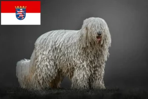 Lee más sobre el artículo Criadores de Komondor y cachorros en Hessen