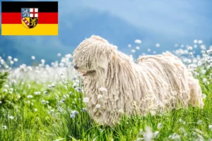 Lee más sobre el artículo Criadores de Komondor y cachorros en Sarre