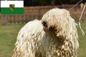 Lee más sobre el artículo Criadores de Komondor y cachorros en Sajonia