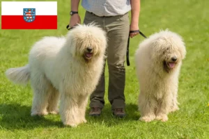 Lee más sobre el artículo Criadores de Komondor y cachorros en Turingia