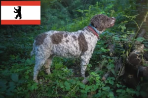 Lee más sobre el artículo Criadores de Lagotto Romagnolo y cachorros en Berlín