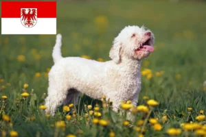 Lee más sobre el artículo Criadores de Lagotto Romagnolo y cachorros en Brandenburgo