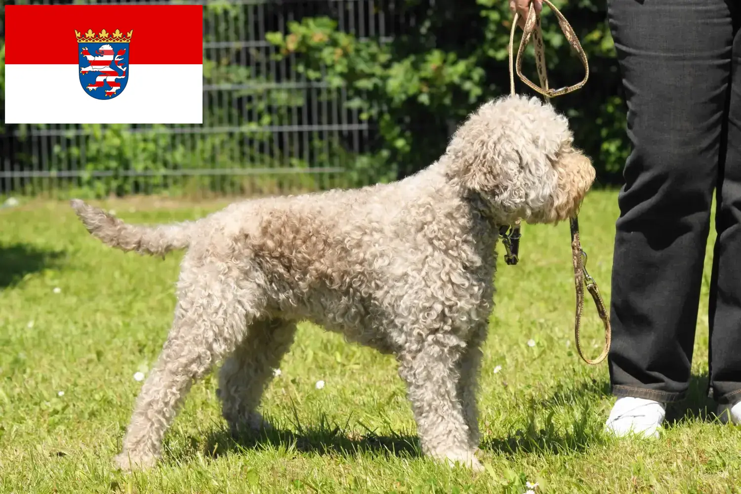 Lagotto Romagnolo cachorros y criadores Hesse Aquí puedes encontrar criadores de Lagotto Romagnolos en Hessen.