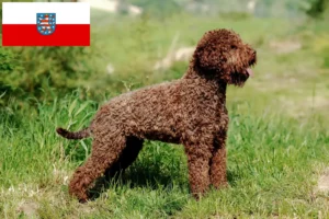 Lee más sobre el artículo Criadores de Lagotto Romagnolo y cachorros en Turingia