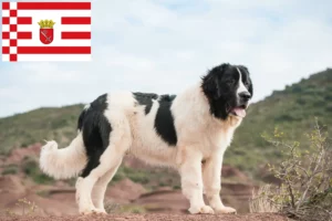 Lee más sobre el artículo Criadores de Landseer y cachorros en Bremen