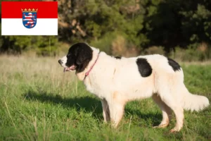 Lee más sobre el artículo Criadores de Landseer y cachorros en Hessen