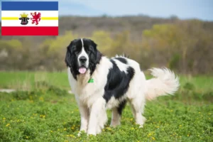 Lee más sobre el artículo Criadores de Landseer y cachorros en Mecklemburgo-Pomerania Occidental