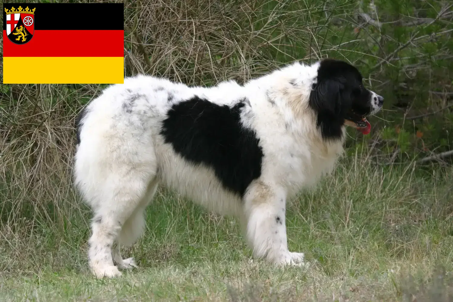 Landseer cachorros y criadores Renania-Palatinado Aquí encontrará criadores de Landseer en Renania-Palatinado.