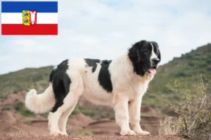 Lee más sobre el artículo Criadores de Landseer y cachorros en Schleswig-Holstein