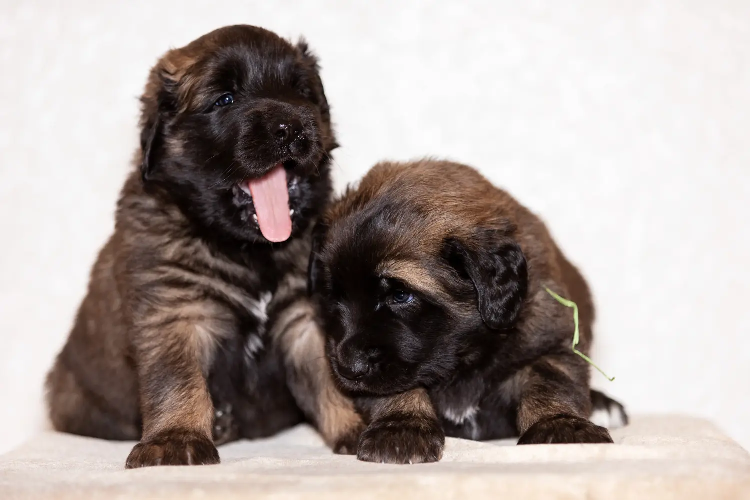 Comprar un cachorro de Leonberger significa asumir responsabilidades. Comprar cachorros Leonberger.